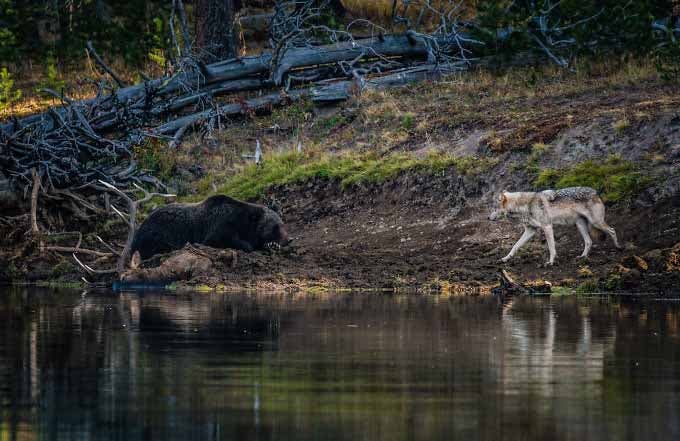 Photographie de Seth Royal Kroft de la rencontre d’un ours avec un loup1