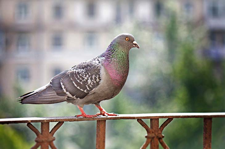 Pigeon sur un balcon - source : spm