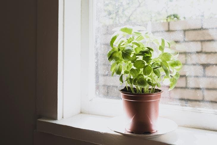 Plante de basilic dans la maison