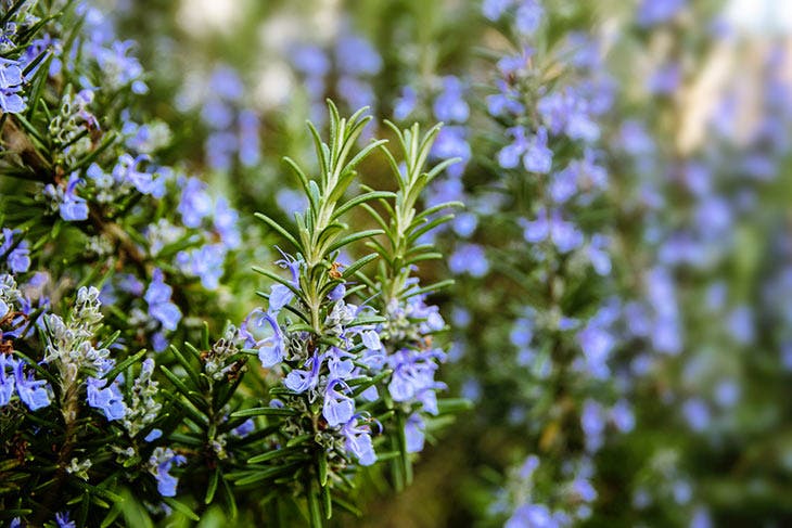 Plante de romarin dans le jardin 