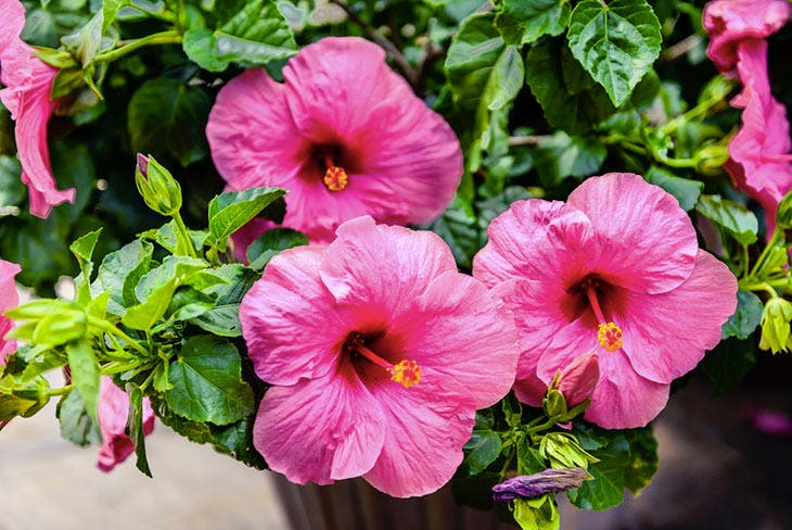 Plante d’hibiscus en pot