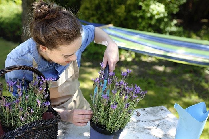 Planter de la lavande