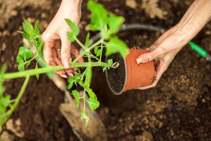 Planter des tomates