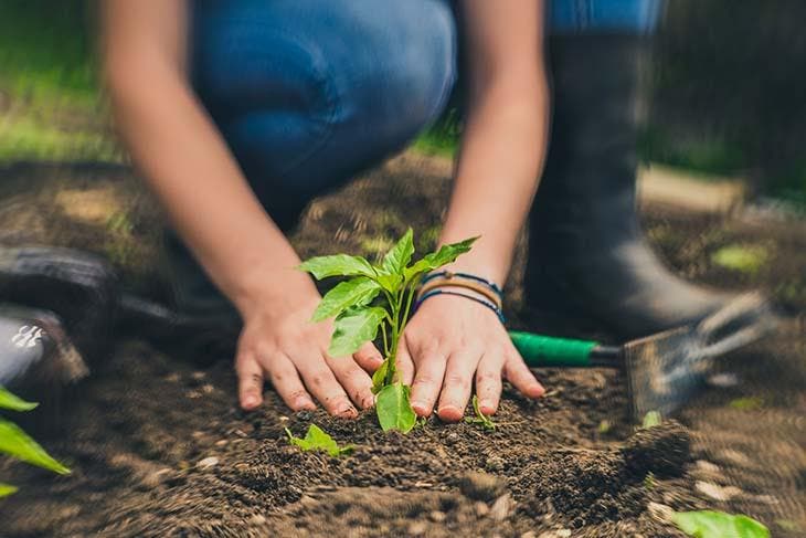 Planter une plante