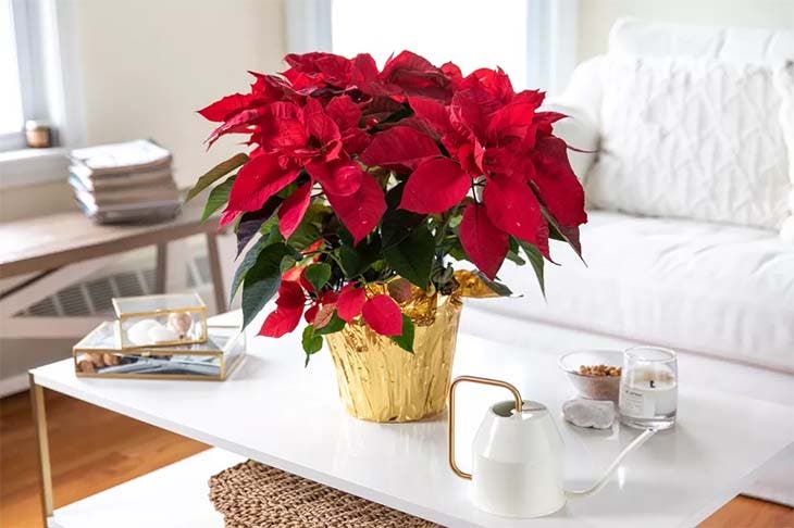 Poinsettia-1