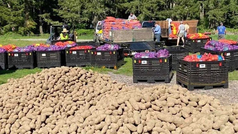 Pomme de terre Manitoba