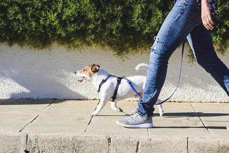 Promenade avec un chien