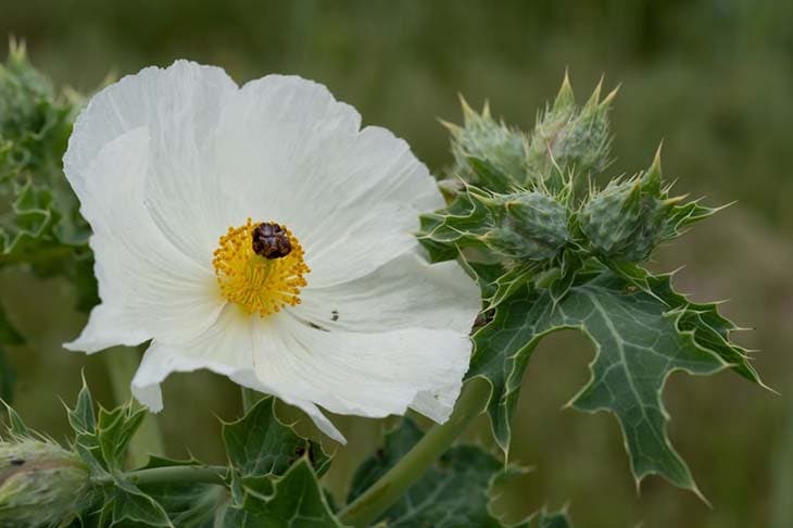 Plante Argemone mexicana