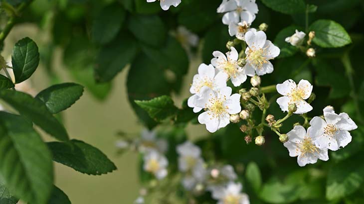 Rosier multiflore