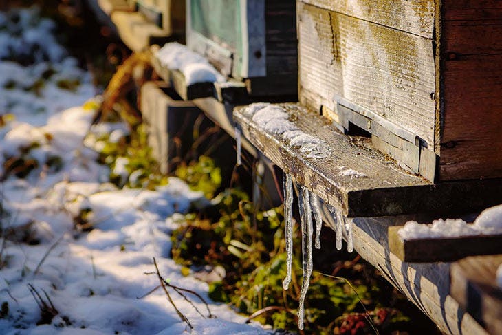 Ruche d’abeilles en hiver