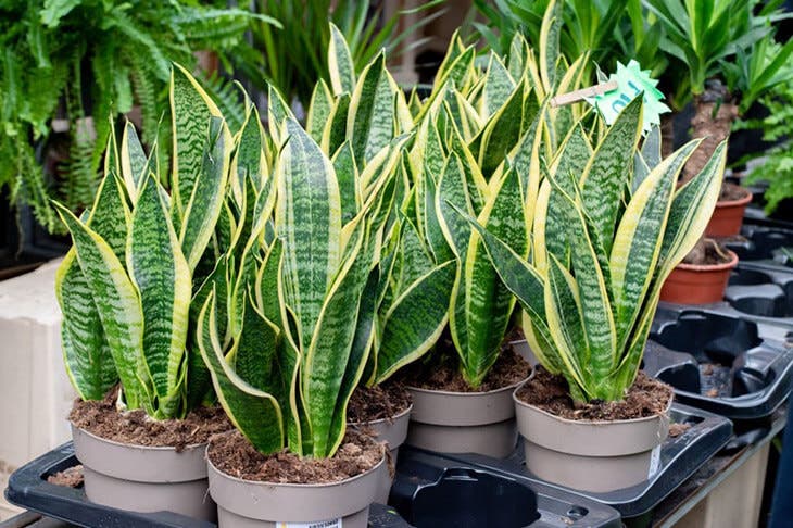 Sansevieria 