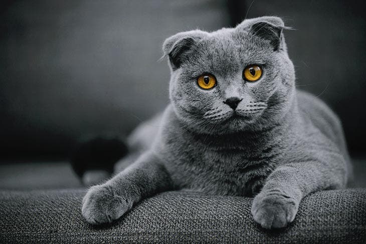 Scottish fold. source : spm