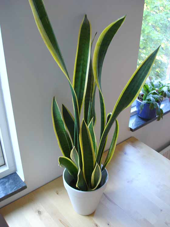 Snake_plant