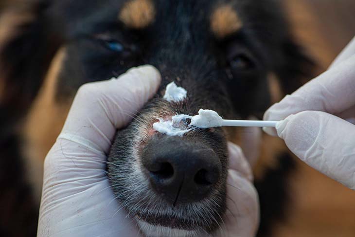 Soigner son chien pour qu’il aille mieux