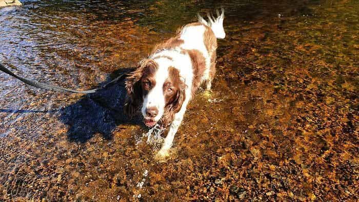 Spike qui joue dans l’eau