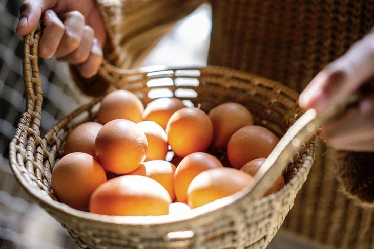 Stockage d’œufs dans un panier à température ambiante – source : spm