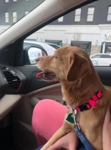 Suzy est assise dans la voiture