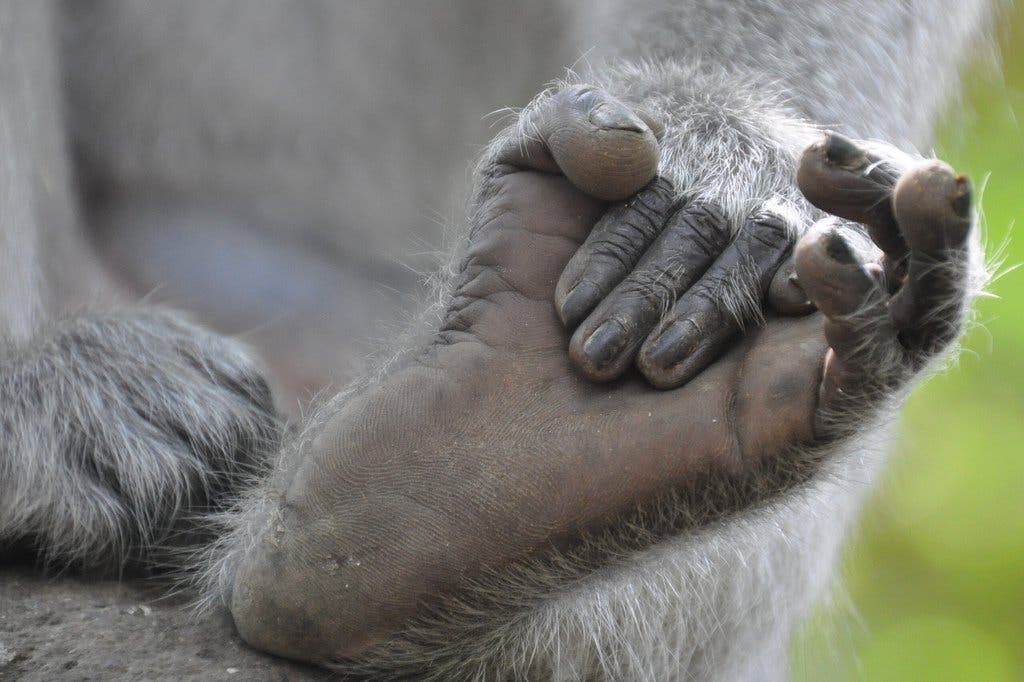 Tout le monde est obsédé par les pieds de cette femme