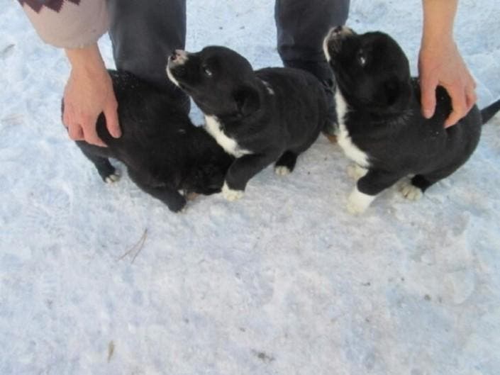 Trois chiots carressés