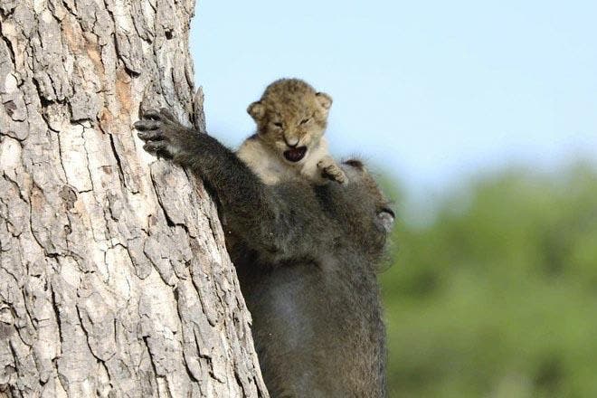 Un babouin et le lionceau1