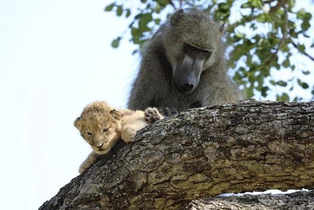 Un babouin et le lionceau2