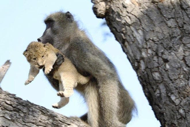 Un babouin tient le lionceau4