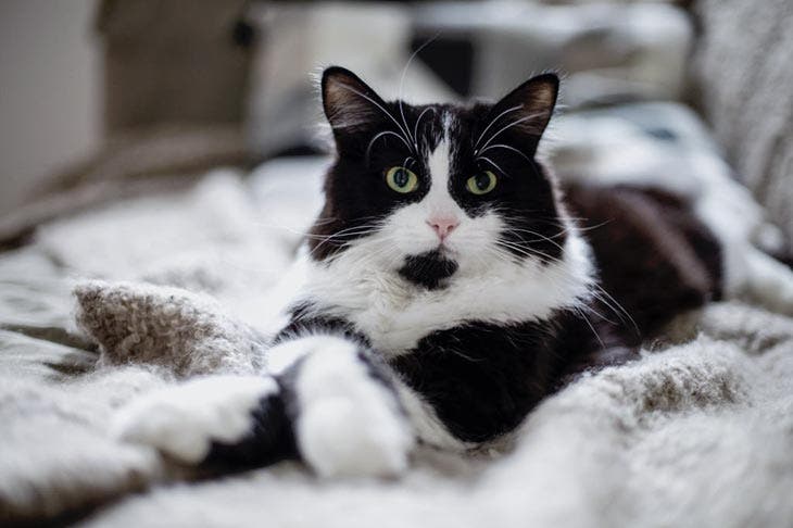 Un chat allongé sur le canapé 