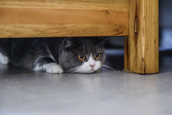 Un chat caché sous le canapé – source : spm