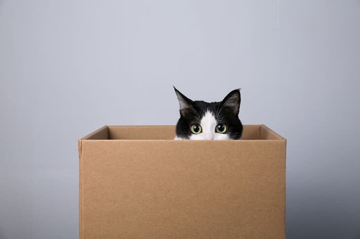 Un chat dans une boîte en carton qui observe 