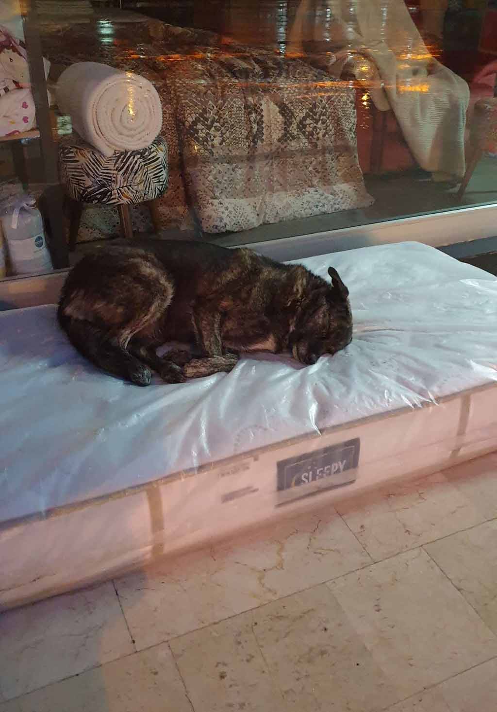 Un chien errant dort sur un matelas