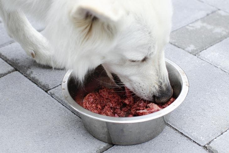 Un chien qui mange