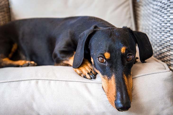 Un chien qui n’a pas l’air de se sentir bien