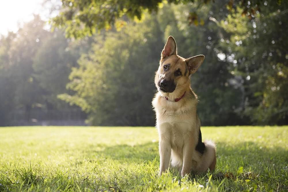 Un chien qui penche sa tête