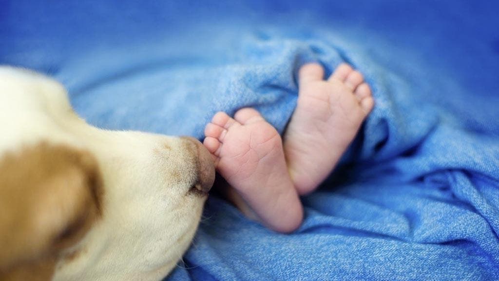 Un chien retrouve un bébé dans la rue