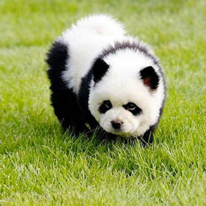 Un chow chow noir et blanc