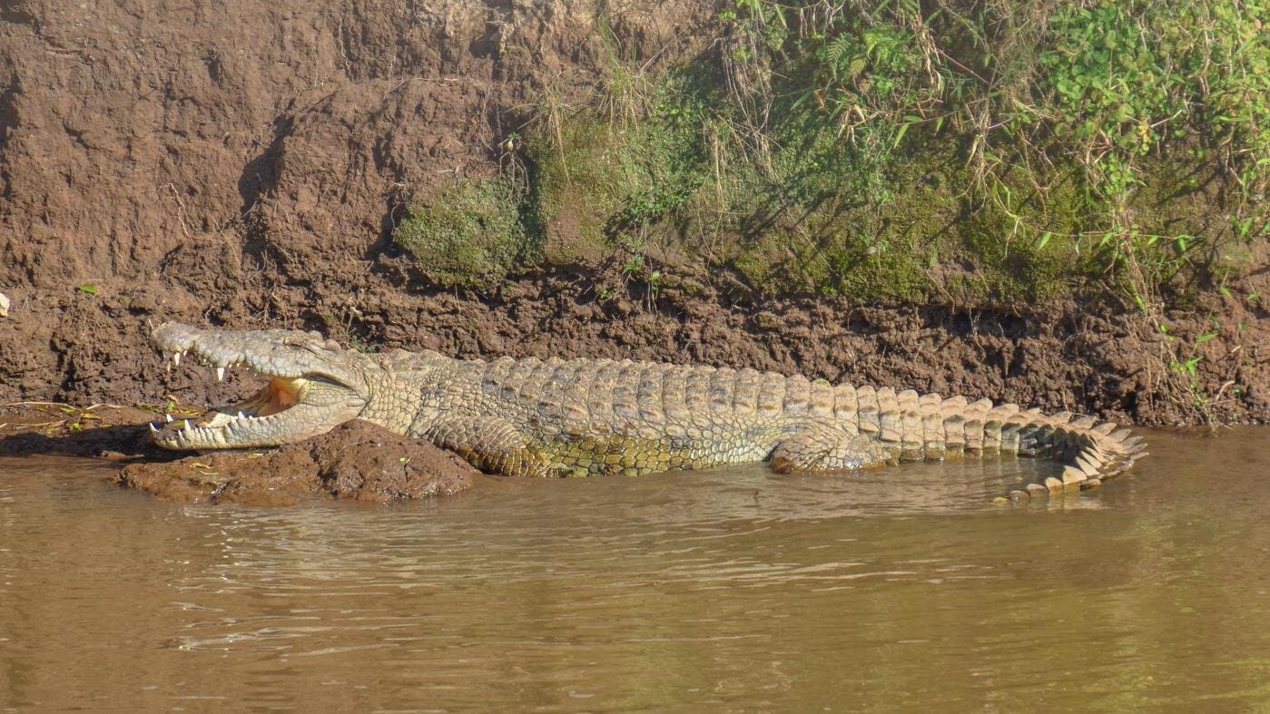 Un crocodile ouvrant grand la mâchoire