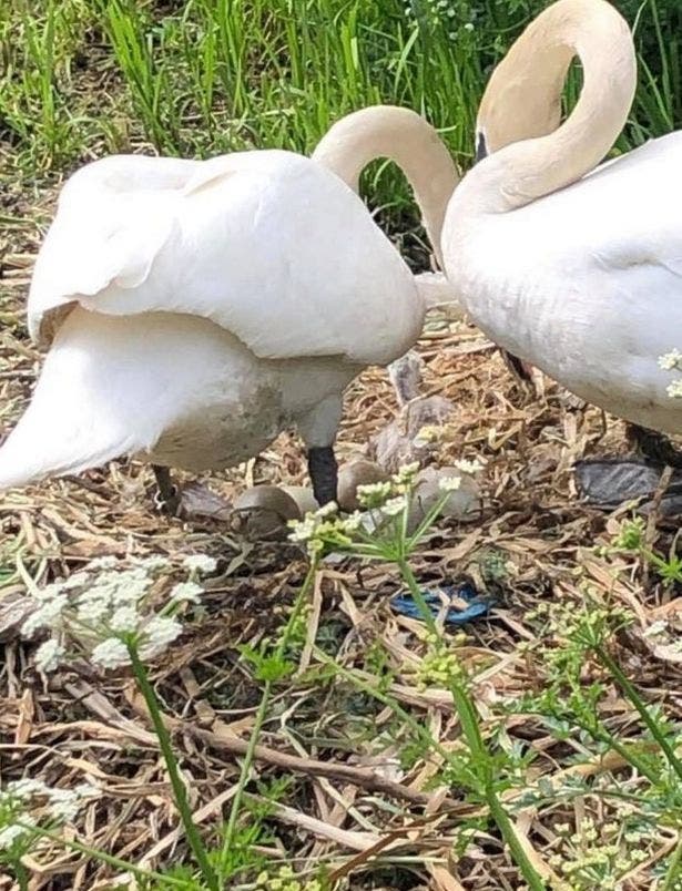 Un cygne meurt le cœur brisé