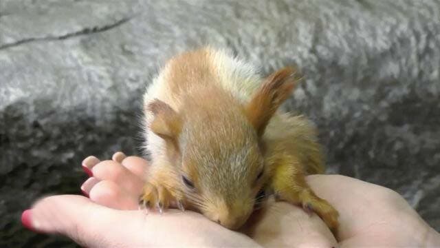 Un des bébés écureuils adoptés par Pusha