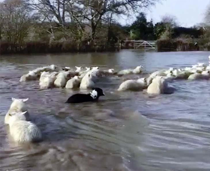 Un des chiens en train de rassembler le troupeau de moutons malgré la crue