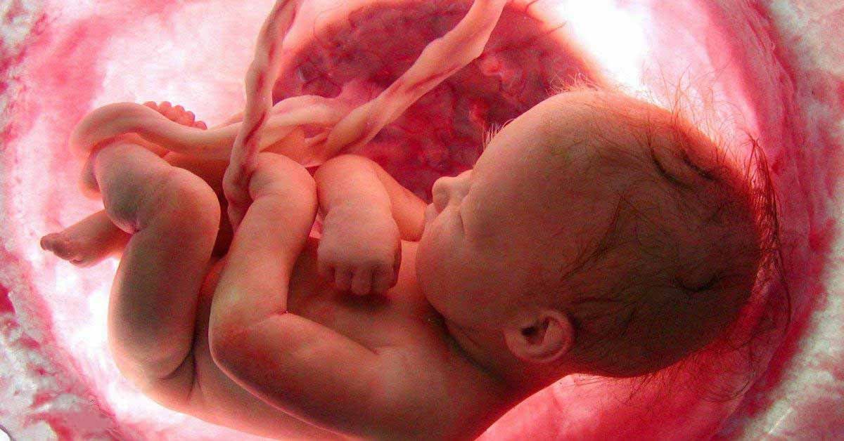 Un foetus dans le ventre de sa mère