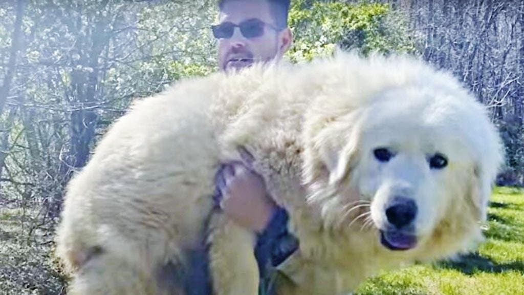 Un homme porte le gros chien à la fourrure blanche