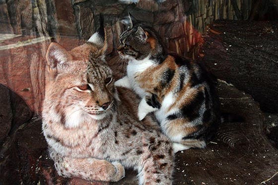 Un lynx et un chat errant3