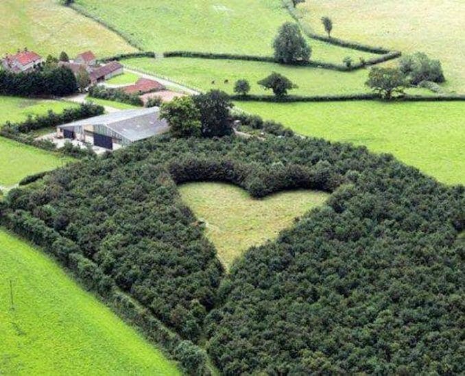 un homme plante 6000 arbres