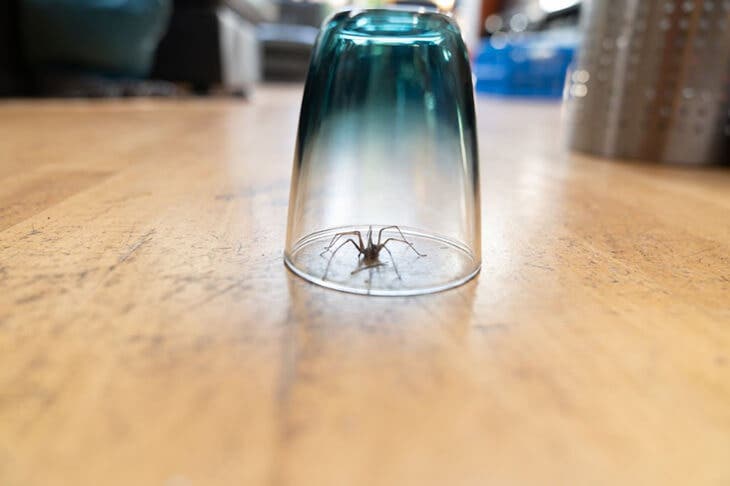 Une araignée attrapée sous un verre 