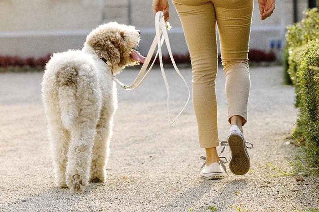 Une femme promène un chien