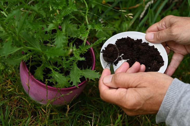 Utiliser le marc de café pour les plantes. source : spm