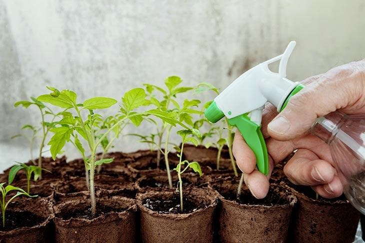 Vaporiser les plants de tomates 