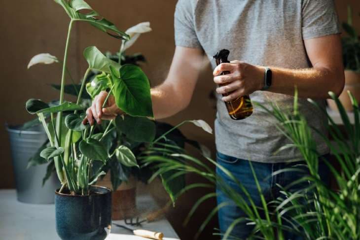 Vaporiser ses plantes 