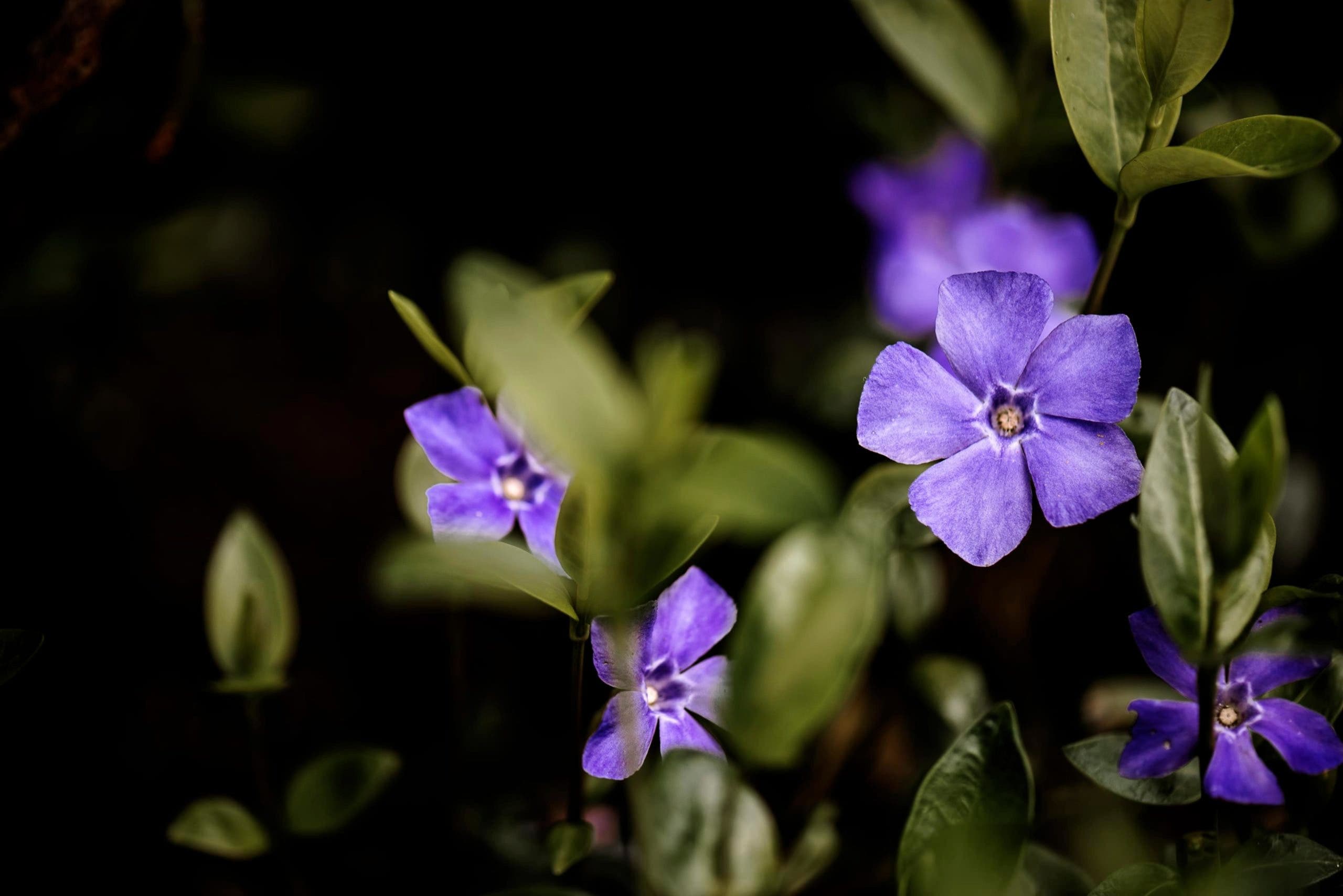 Vinca-minor