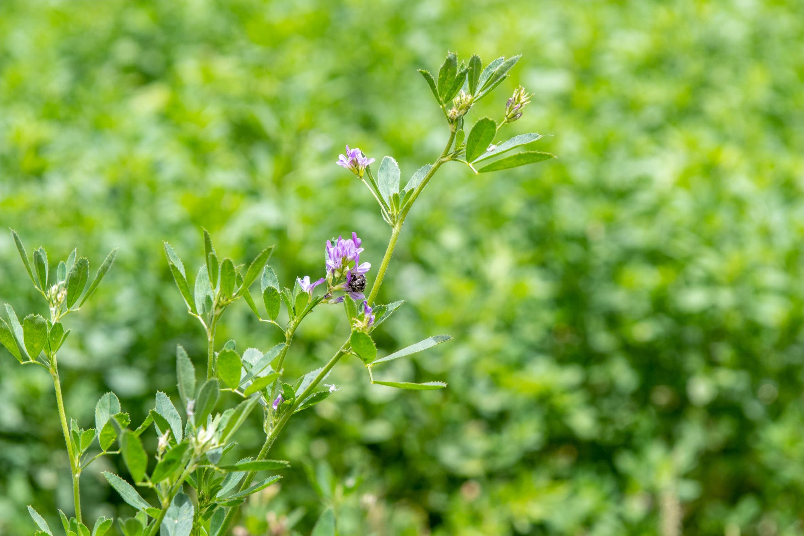 alfalfa